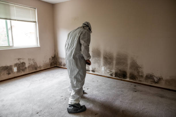 Mold Odor Removal Services in Paloma Creek South, TX